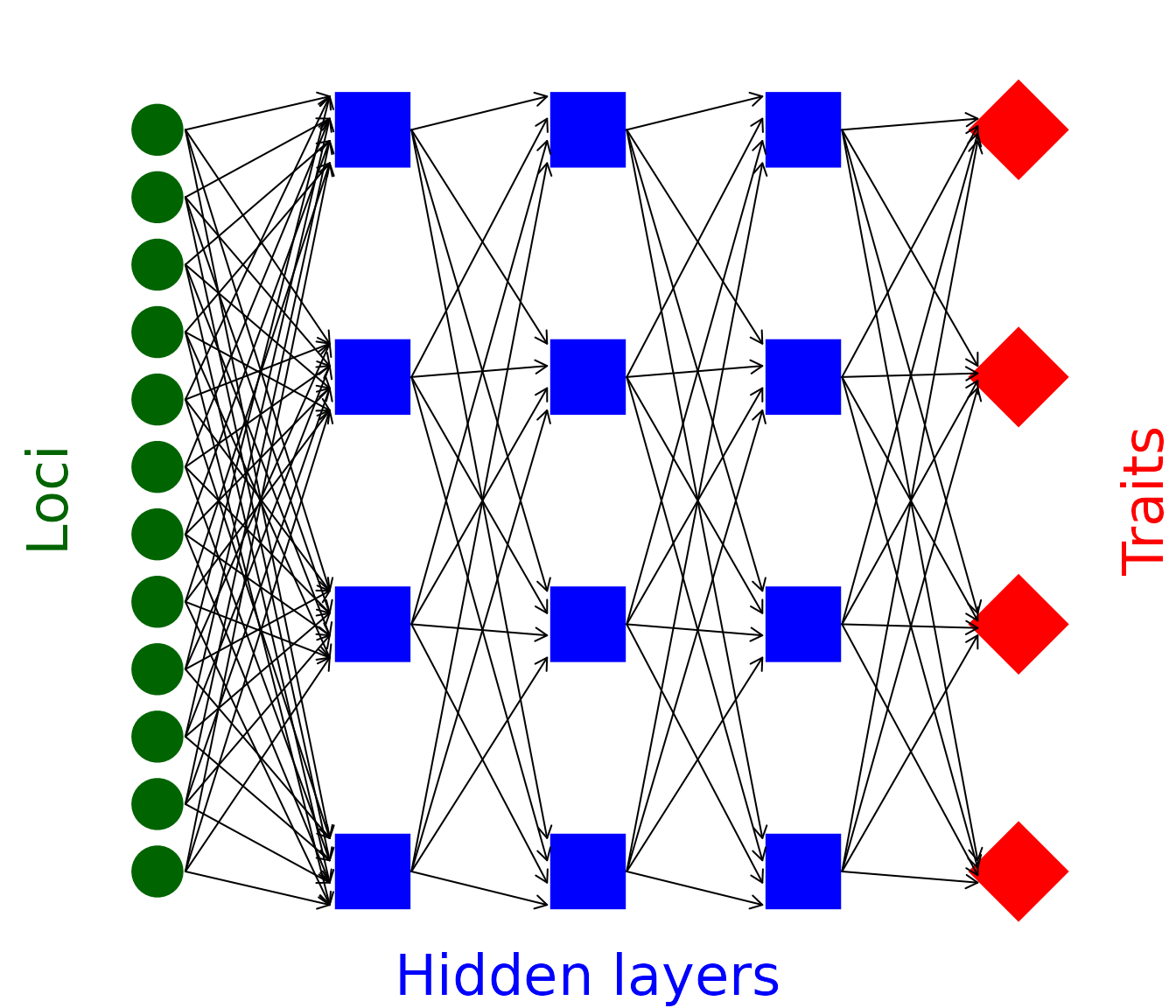 **Figure 1:** *Network mapping loci to traits through an intermediate set of hidden layers in the mine_gmatrix function*