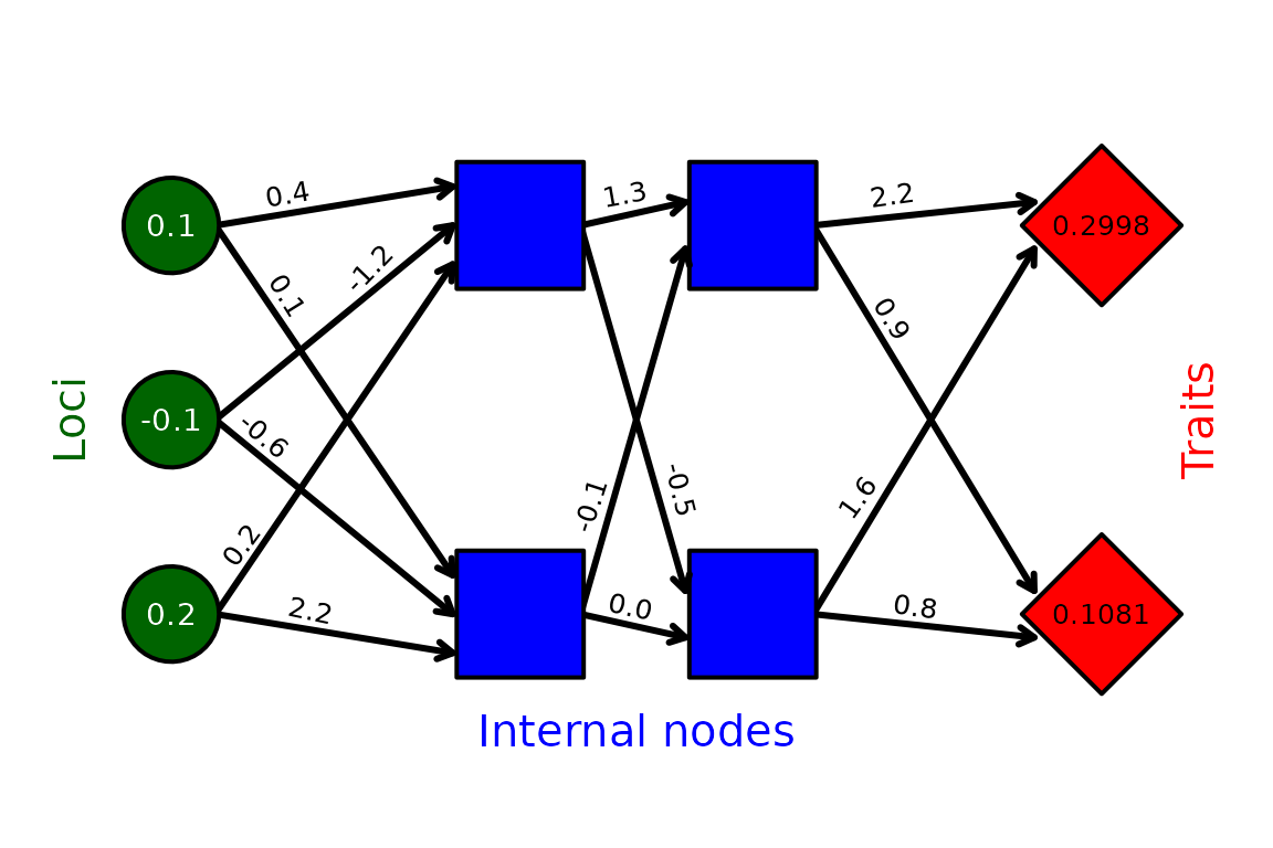 **Figure 1**. *Example network mapping loci (green circles) to traits (red diamonds) through an intermediate set of hidden layers (blue squares) in the `mine_gmatrix` function. Individual genomes in the resevol R package consist of standard random normal values for loci, real values for black arrows linking nodes, and real values for traits. Values shown for loci and arrows are an example for illustration.*