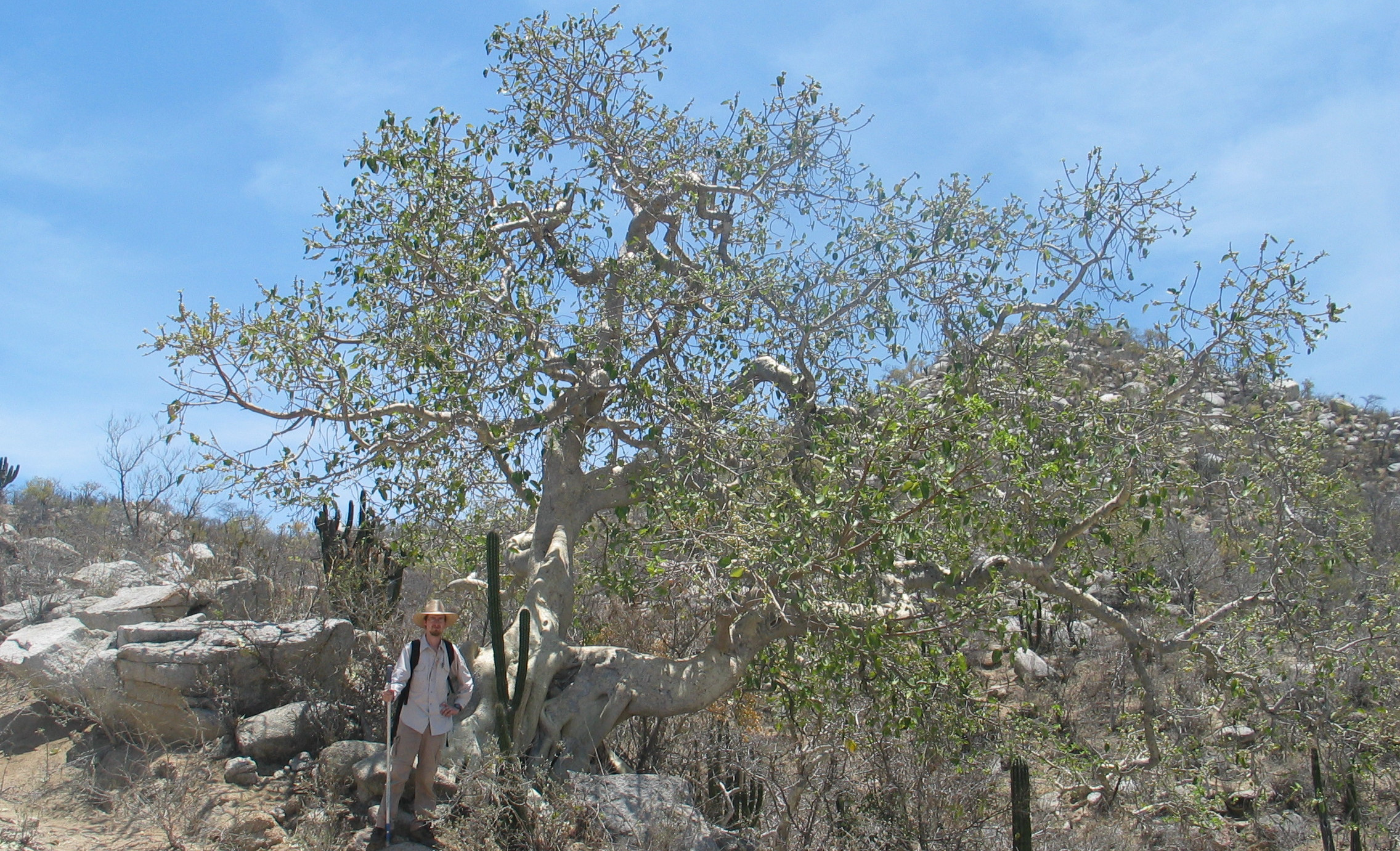 A large tree is shown in the desert with a person dressed in tan clothes in the foreground