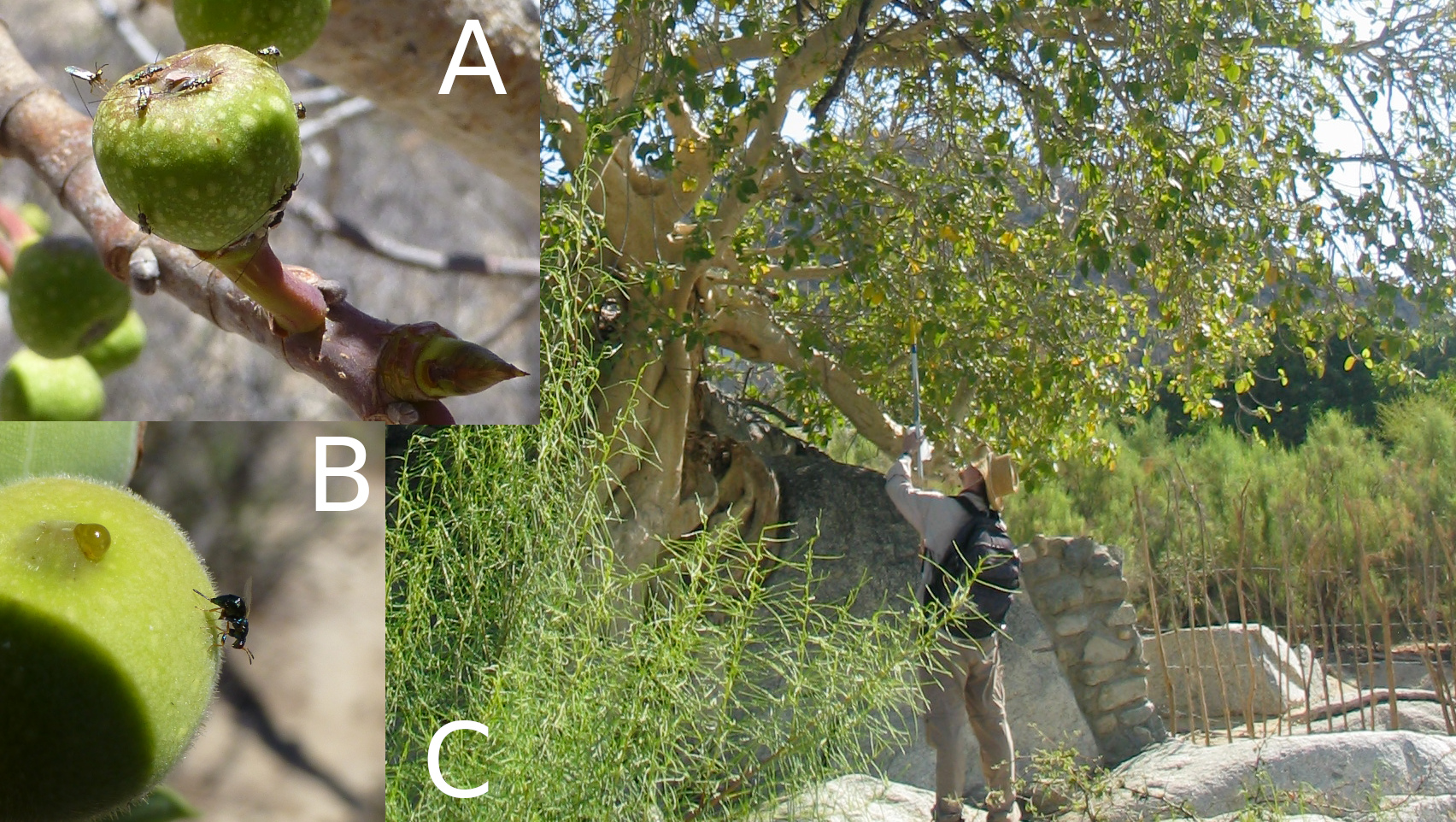 Two panels with green fig fruits are shown on branches with fig wasps on the surface of them, and a panel to the right shows a man on a rock reaching into the crown of a fig tree with a stick.