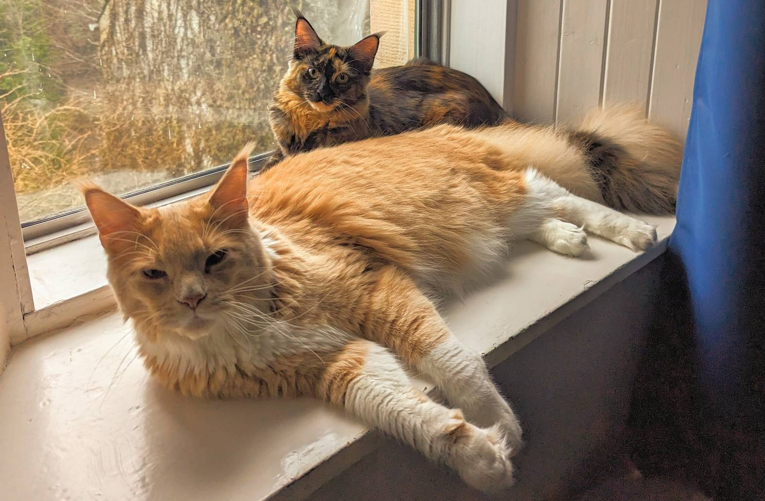 Two cats sitting close together on a windowsill, a large orange one in the front and small black and brown one in the back